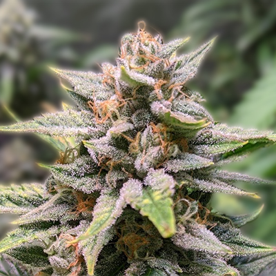 Exploring the Best Choices for Marijuana Seeds Florida