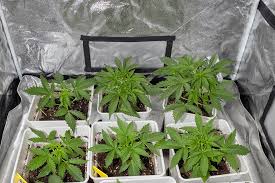 Exploring the Best Choices for Marijuana Seeds Florida